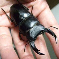 三重県産オオクワガタ F1 ♂68.5ミリ ♀45.7ミリ ペアの画像