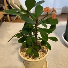 【お取引者決定】観葉植物(ハナキリン)