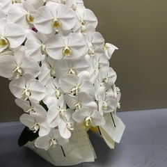 【決まりました】無料　胡蝶蘭ですの画像