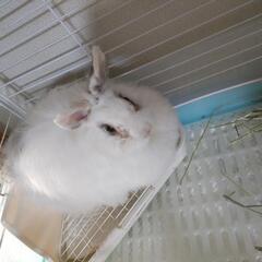 うさぎ 里親募集