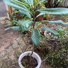 びわ苗木　枇杷苗　茂木びわ　ワイヤープランツ付き