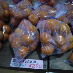 かつらぎ町産みかん　5キロ