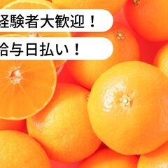 【日払い】伊予柑運搬作業等のお仕事！【単発/短期求人】