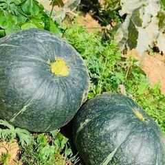 ホクホク南瓜の収穫アルバイト募集！の画像