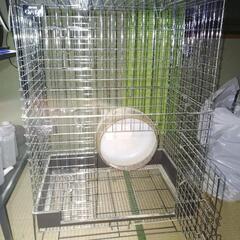 チンチラ飼育の中古が安い！激安で譲ります・無料であげます