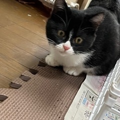 元気いっぱいの男の子 ハチワレ推定4ヶ月