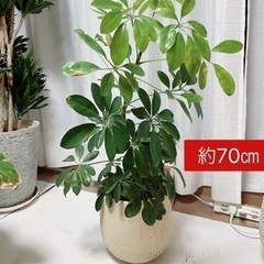 値下げ可能です！観葉植物9点セット　鉢付きの画像