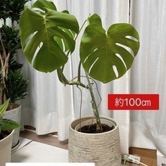 値下げ可能です！観葉植物9点セット　鉢付きの画像