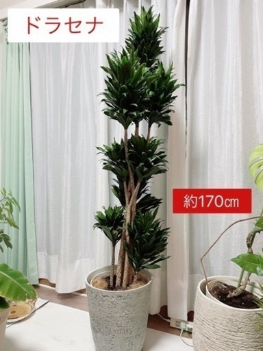 値下げ可能です！観葉植物9点セット　鉢付き