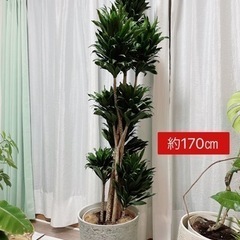 値下げ可能です！観葉植物9点セット　鉢付きの画像