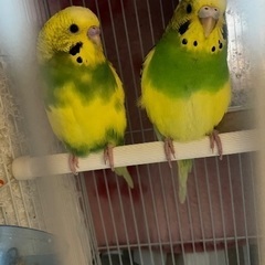 セキセイインコ　姉弟です。