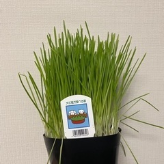 猫　犬　草　猫草　猫の草