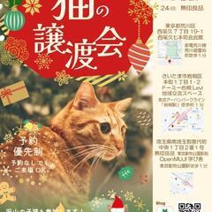 『とらちゃん本舗保護猫譲渡会』宮代町　12/24