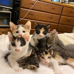 里親募集！10月2日生まれの5姉妹
