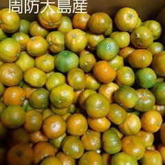 周防大島産　シークヮーサー　3kg