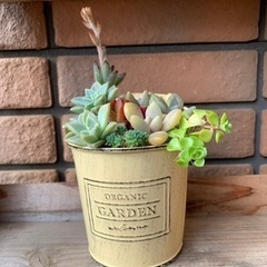 多肉植物の寄せ植え(黄色いミニバケツ)