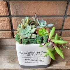 多肉植物の寄せ植え(陶器スクエア鉢)