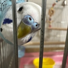 セキセイインコを探しています