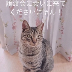 🔔🐈‍⬛🎄12月17日(日)すみれペットクリニック様にて主催『立...