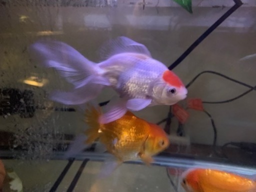 らんちゅう　金魚