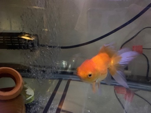 らんちゅう　金魚