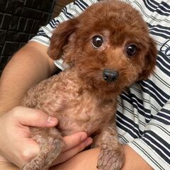新しいご家族が決まりました。ありがとうございました🐻💕💕 - みどり市