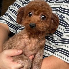 新しいご家族が決まりました。ありがとうございました🐻💕💕 - 犬