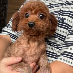 新しいご家族が決まりました。ありがとうございました🐻💕💕