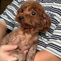 新しいご家族が決まりました。ありがとうございました🐻💕💕 − 群馬県