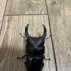 オオクワガタ 能勢YG 幼虫 5頭