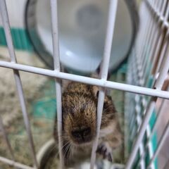 デグーマウス