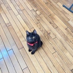 子猫ちゃん　届出済み