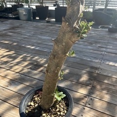 ★交渉中★ オリーブ　太木挿し2の画像