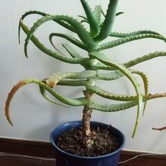 アロエ本体