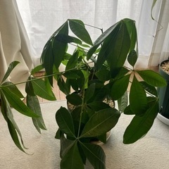 【お取引者決定】観葉植物(パキラ)