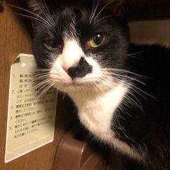 里親募集です！