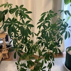 【お取引者決定】観葉植物(シェフレラ・コンパクタ)