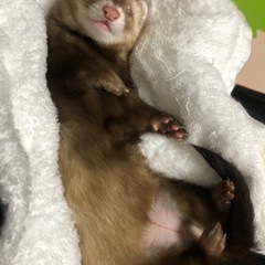 フェレット飼ってる方お話しませんか！