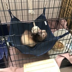 フェレット飼ってる方お話しませんか！ - 金沢市