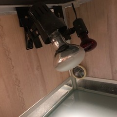 爬虫類ゲージ  1万円の画像
