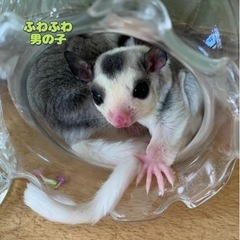 フクロモモンガヘテロ　男の子