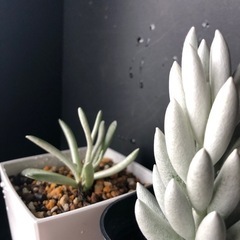 銀月　&   新月
