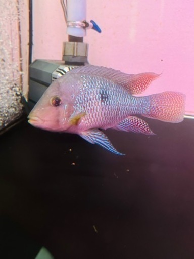 ゲオファーガスブラジリエンシス