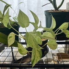 【お取引者決定】観葉植物(ポトス)①