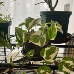 【お取引者決定】観葉植物(ポトス)②