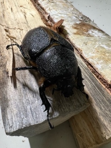 値下げ　ネプチューンオオカブト即ブリペア