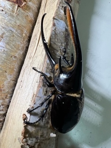 値下げ　ネプチューンオオカブト即ブリペア