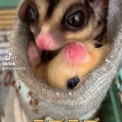 ももんがペア　ノーマル　モシスティック