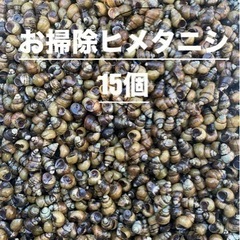 お掃除　ヒメタニシ　15個の画像