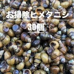お掃除　ヒメタニシ　30個の画像